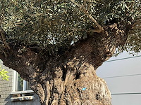 Olijfboom bonsai plaat xxl - olea europaea - ca. 200 jaar oud - hoogte ca. 200 cm - afbeelding 7 van  8