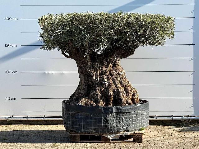 Olijfboom bonsai plaat xxl - olea europaea - ca. 200 jaar oud - hoogte ca. 200 cm - afbeelding 1 van  8