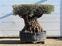 Olijfboom bonsai plaat xxl - olea europaea - ca. 200 jaar oud - hoogte ca. 200 cm