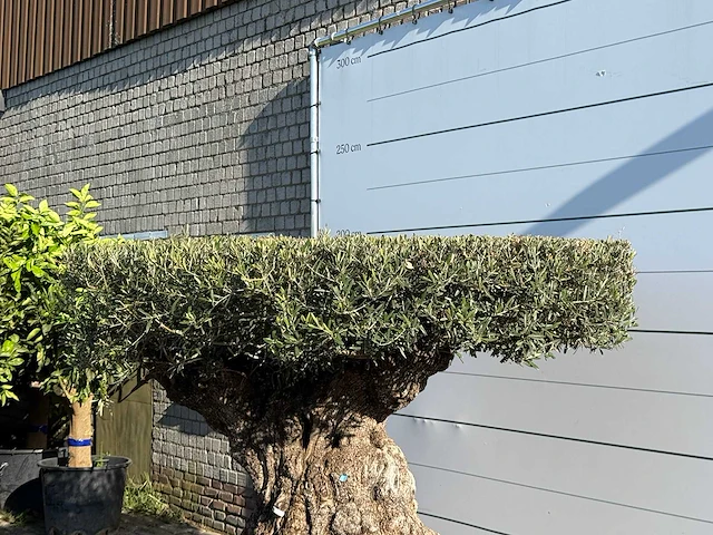 Olijfboom bonsai plaat xxl - olea europaea - ca. 200 jaar oud - hoogte ca. 200 cm - afbeelding 6 van  8