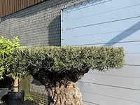 Olijfboom bonsai plaat xxl - olea europaea - ca. 200 jaar oud - hoogte ca. 200 cm - afbeelding 6 van  8