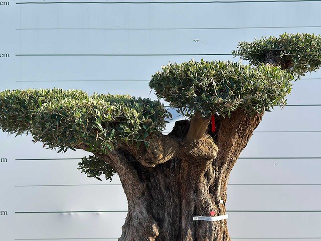 Olijfboom bonsai pompom xxl - olea europaea - ca. 250 jaar oud - hoogte ca. 250 cm - afbeelding 4 van  7