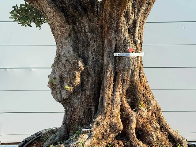 Olijfboom bonsai pompom xxl - olea europaea - ca. 250 jaar oud - hoogte ca. 250 cm - afbeelding 2 van  7