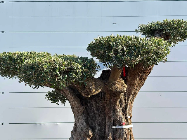 Olijfboom bonsai pompom xxl - olea europaea - ca. 250 jaar oud - hoogte ca. 250 cm - afbeelding 6 van  7