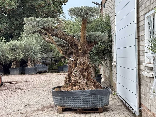 Olijfboom bonsai pompom xxl - olea europaea - ca. 250 jaar oud - hoogte ca. 250 cm - afbeelding 4 van  5