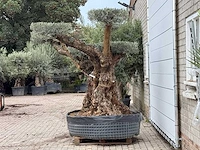 Olijfboom bonsai pompom xxl - olea europaea - ca. 250 jaar oud - hoogte ca. 250 cm - afbeelding 4 van  5