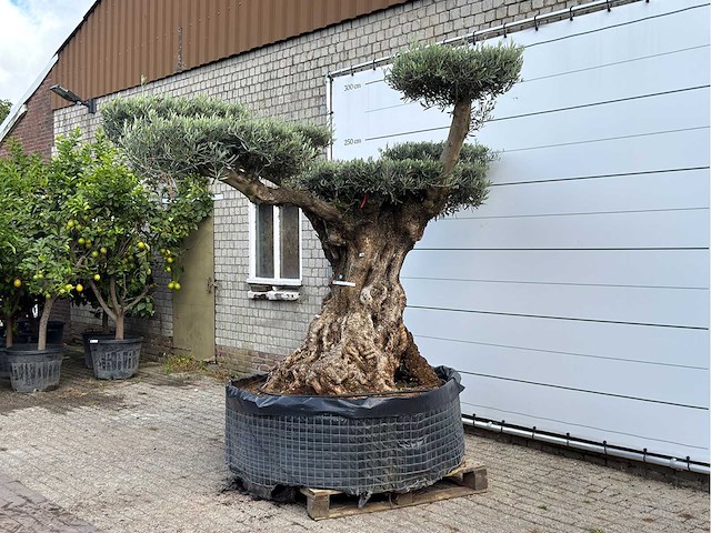 Olijfboom bonsai pompom xxl - olea europaea - ca. 250 jaar oud - hoogte ca. 280 cm - afbeelding 2 van  7