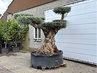 Olijfboom bonsai pompom xxl - olea europaea - ca. 250 jaar oud - hoogte ca. 280 cm - afbeelding 2 van  7