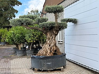 Olijfboom bonsai pompom xxl - olea europaea - ca. 250 jaar oud - hoogte ca. 280 cm - afbeelding 3 van  7