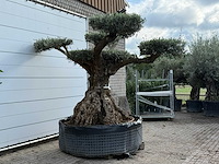 Olijfboom bonsai pompom xxl - olea europaea - ca. 250 jaar oud - hoogte ca. 280 cm - afbeelding 5 van  7