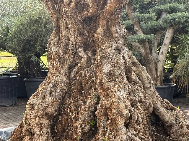 Olijfboom bonsai pompom xxl - olea europaea - ca. 250 jaar oud - hoogte ca. 280 cm - afbeelding 6 van  7