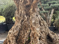 Olijfboom bonsai pompom xxl - olea europaea - ca. 250 jaar oud - hoogte ca. 280 cm - afbeelding 6 van  7