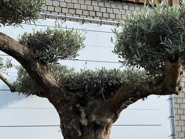 Olijfboom bonsai pompom xxl - olea europaea - ca. 250 jaar oud - hoogte ca. 280 cm - afbeelding 7 van  7