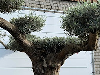 Olijfboom bonsai pompom xxl - olea europaea - ca. 250 jaar oud - hoogte ca. 280 cm - afbeelding 7 van  7