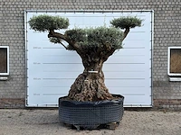 Olijfboom bonsai pompom xxl - olea europaea - ca. 250 jaar oud - hoogte ca. 280 cm