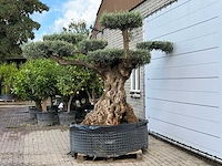 Olijfboom bonsai pompom xxl - olea europaea - ca. 250 jaar oud - hoogte ca. 280 cm - afbeelding 3 van  7