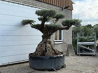 Olijfboom bonsai pompom xxl - olea europaea - ca. 250 jaar oud - hoogte ca. 280 cm - afbeelding 4 van  7