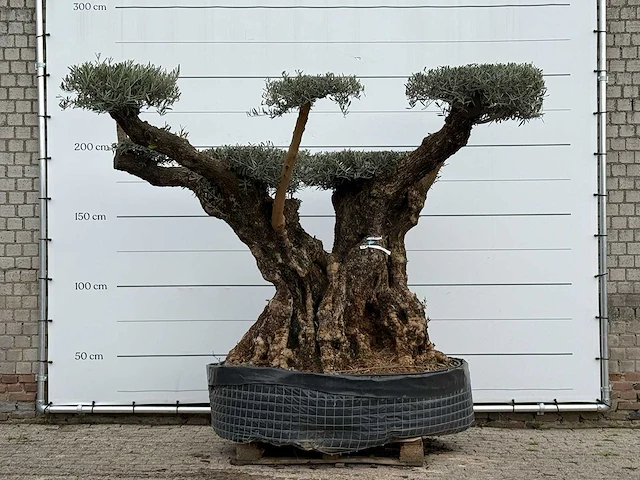 Olijfboom bonsai pompom xxl - olea europaea - ca. 250 jaar oud - hoogte ca. 280 cm - afbeelding 1 van  5