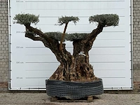 Olijfboom bonsai pompom xxl - olea europaea - ca. 250 jaar oud - hoogte ca. 280 cm