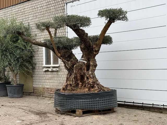 Olijfboom bonsai pompom xxl - olea europaea - ca. 250 jaar oud - hoogte ca. 280 cm - afbeelding 2 van  5