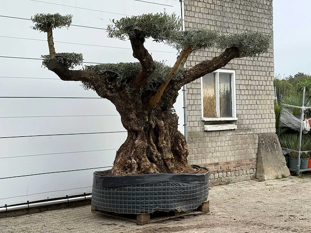 Olijfboom bonsai pompom xxl - olea europaea - ca. 250 jaar oud - hoogte ca. 280 cm - afbeelding 3 van  5