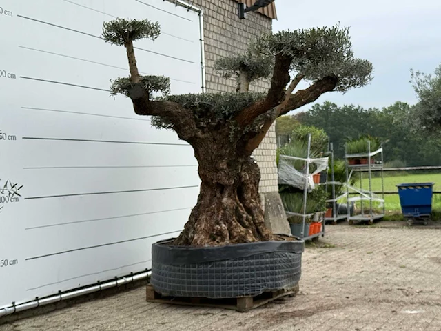 Olijfboom bonsai pompom xxl - olea europaea - ca. 250 jaar oud - hoogte ca. 280 cm - afbeelding 5 van  5
