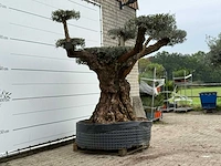 Olijfboom bonsai pompom xxl - olea europaea - ca. 250 jaar oud - hoogte ca. 280 cm - afbeelding 5 van  5