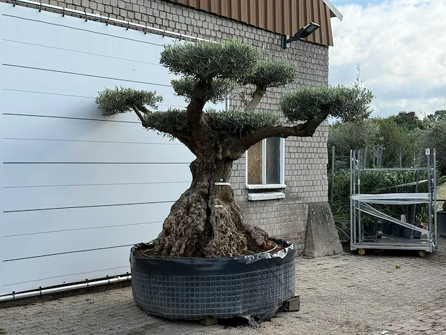 Olijfboom bonsai pompom xxl - olea europaea - ca. 250 jaar oud - hoogte ca. 300 cm - afbeelding 4 van  7