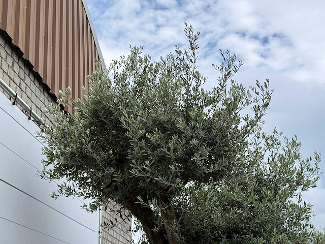 Olijfboom bonsai pompon xl - olea europaea - ca. 150 jaar oud - hoogte ca. 280 cm - afbeelding 2 van  12
