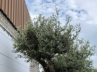 Olijfboom bonsai pompon xl - olea europaea - ca. 150 jaar oud - hoogte ca. 280 cm - afbeelding 2 van  12