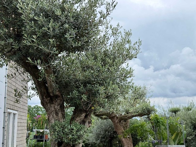 Olijfboom bonsai pompon xl - olea europaea - ca. 150 jaar oud - hoogte ca. 280 cm - afbeelding 3 van  12
