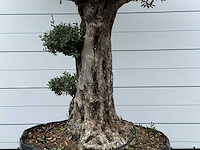 Olijfboom bonsai pompon xl - olea europaea - ca. 150 jaar oud - hoogte ca. 280 cm - afbeelding 4 van  12