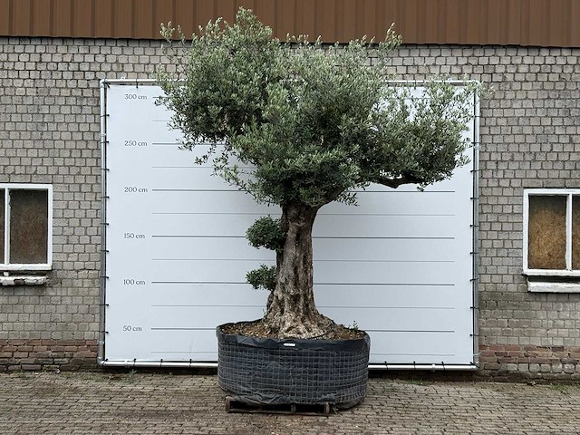 Olijfboom bonsai pompon xl - olea europaea - ca. 150 jaar oud - hoogte ca. 280 cm - afbeelding 1 van  12