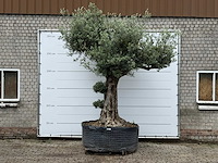 Olijfboom bonsai pompon xl - olea europaea - ca. 150 jaar oud - hoogte ca. 280 cm