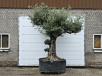 Olijfboom bonsai pompon xl - olea europaea - ca. 150 jaar oud - hoogte ca. 280 cm - afbeelding 5 van  12