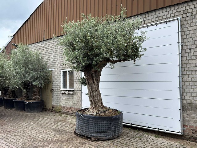 Olijfboom bonsai pompon xl - olea europaea - ca. 150 jaar oud - hoogte ca. 280 cm - afbeelding 6 van  12