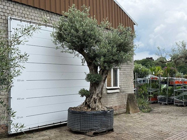 Olijfboom bonsai pompon xl - olea europaea - ca. 150 jaar oud - hoogte ca. 280 cm - afbeelding 7 van  12