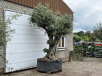 Olijfboom bonsai pompon xl - olea europaea - ca. 150 jaar oud - hoogte ca. 280 cm - afbeelding 7 van  12