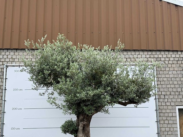 Olijfboom bonsai pompon xl - olea europaea - ca. 150 jaar oud - hoogte ca. 280 cm - afbeelding 8 van  12