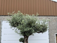 Olijfboom bonsai pompon xl - olea europaea - ca. 150 jaar oud - hoogte ca. 280 cm - afbeelding 8 van  12