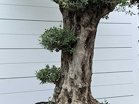 Olijfboom bonsai pompon xl - olea europaea - ca. 150 jaar oud - hoogte ca. 280 cm - afbeelding 9 van  12