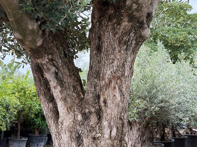 Olijfboom bonsai pompon xl - olea europaea - ca. 150 jaar oud - hoogte ca. 280 cm - afbeelding 10 van  12