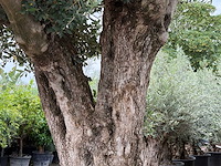 Olijfboom bonsai pompon xl - olea europaea - ca. 150 jaar oud - hoogte ca. 280 cm - afbeelding 10 van  12