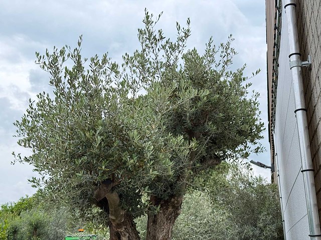 Olijfboom bonsai pompon xl - olea europaea - ca. 150 jaar oud - hoogte ca. 280 cm - afbeelding 11 van  12