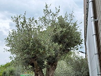 Olijfboom bonsai pompon xl - olea europaea - ca. 150 jaar oud - hoogte ca. 280 cm - afbeelding 11 van  12