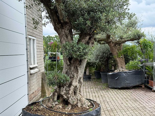 Olijfboom bonsai pompon xl - olea europaea - ca. 150 jaar oud - hoogte ca. 280 cm - afbeelding 12 van  12