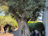 Olijfboom bonsai pompon xl - olea europaea - ca. 150 jaar oud - hoogte ca. 280 cm - afbeelding 2 van  11