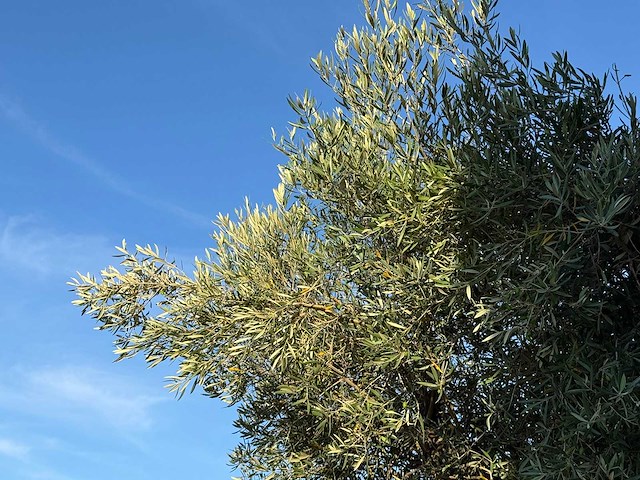 Olijfboom bonsai pompon xl - olea europaea - ca. 150 jaar oud - hoogte ca. 280 cm - afbeelding 3 van  11