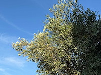 Olijfboom bonsai pompon xl - olea europaea - ca. 150 jaar oud - hoogte ca. 280 cm - afbeelding 3 van  11
