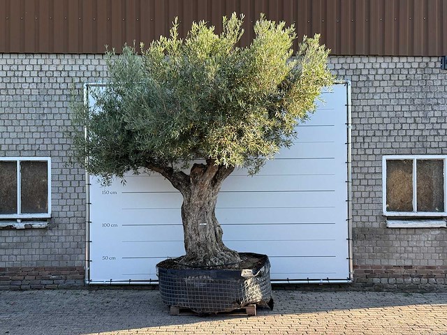 Olijfboom bonsai pompon xl - olea europaea - ca. 150 jaar oud - hoogte ca. 280 cm - afbeelding 1 van  11